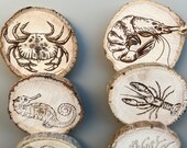 Undersea World Wooden Coasters with Bark: Nautical Decor, Set of 6 thumbnail 10